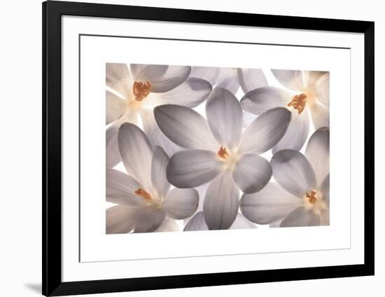 Petal Perfect-Assaf Frank-Framed Giclee Print