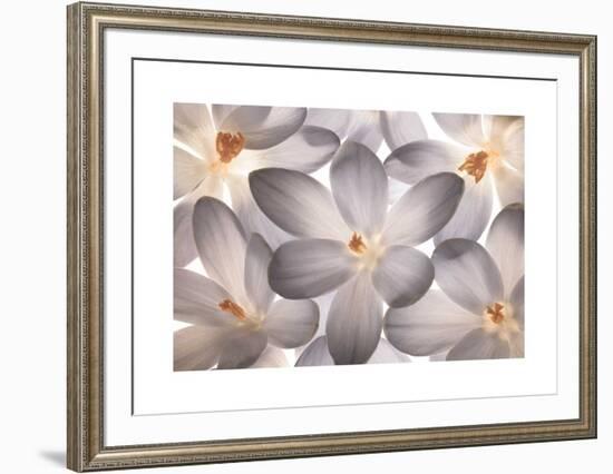 Petal Perfect-Assaf Frank-Framed Giclee Print