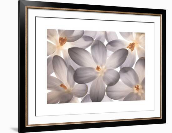 Petal Perfect-Assaf Frank-Framed Giclee Print