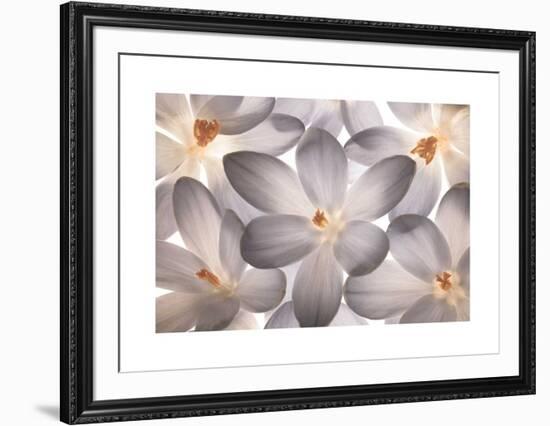 Petal Perfect-Assaf Frank-Framed Giclee Print