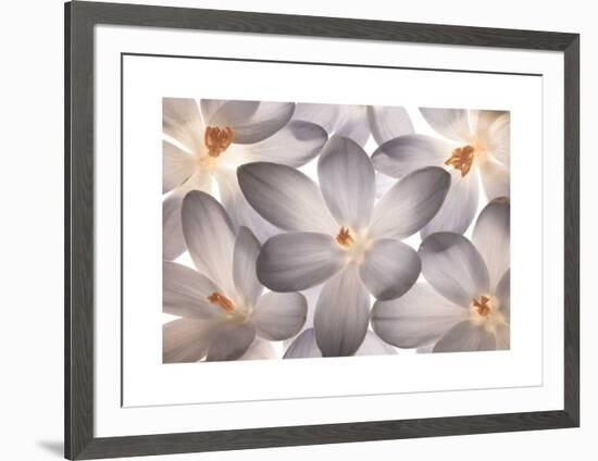 Petal Perfect-Assaf Frank-Framed Giclee Print