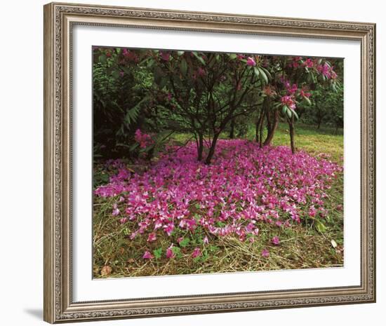 Petal Shower-Bent Rej-Framed Giclee Print