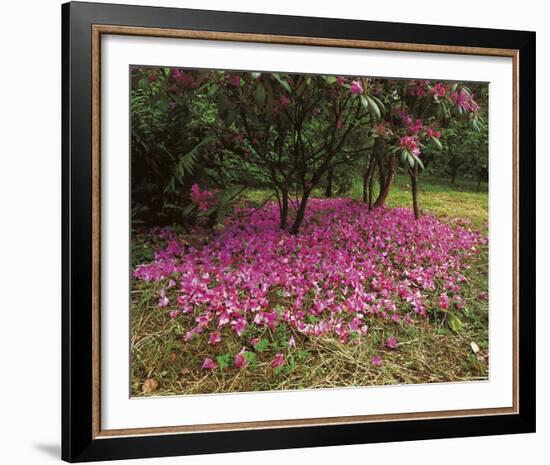 Petal Shower-Bent Rej-Framed Giclee Print