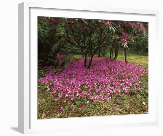 Petal Shower-Bent Rej-Framed Giclee Print