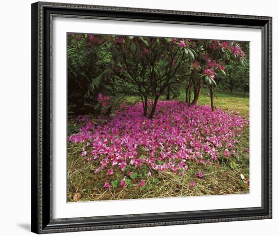 Petal Shower-Bent Rej-Framed Giclee Print