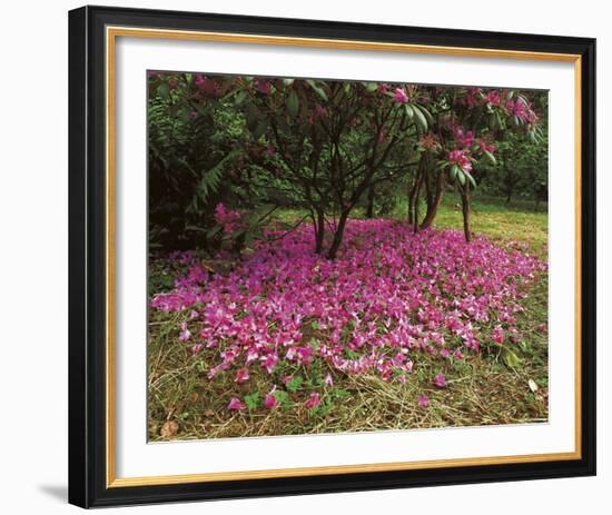 Petal Shower-Bent Rej-Framed Giclee Print