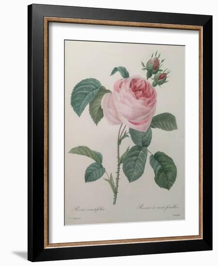 Petaled Rose-Pierre-Joseph Redoute-Framed Art Print