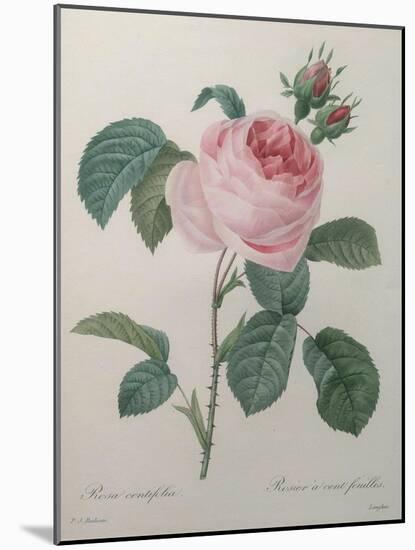 Petaled Rose-Pierre-Joseph Redoute-Mounted Art Print