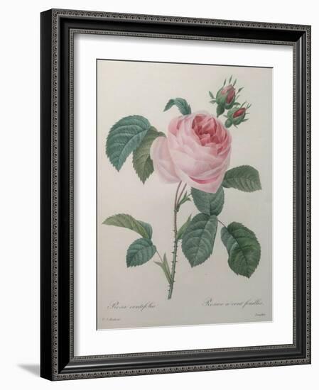 Petaled Rose-Pierre-Joseph Redoute-Framed Art Print