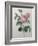 Petaled Rose-Pierre-Joseph Redoute-Framed Art Print