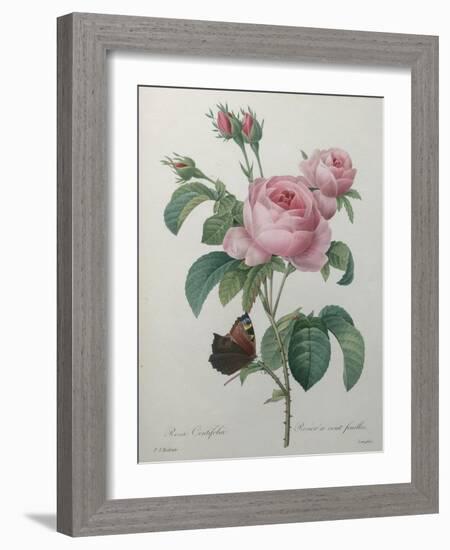 Petaled Rose-Pierre-Joseph Redoute-Framed Art Print