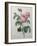 Petaled Rose-Pierre-Joseph Redoute-Framed Art Print