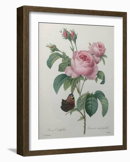 Petaled Rose-Pierre-Joseph Redoute-Framed Art Print