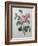 Petaled Rose-Pierre-Joseph Redoute-Framed Art Print