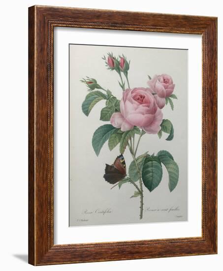 Petaled Rose-Pierre-Joseph Redoute-Framed Art Print