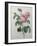 Petaled Rose-Pierre-Joseph Redoute-Framed Art Print