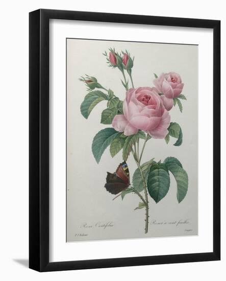 Petaled Rose-Pierre-Joseph Redoute-Framed Art Print