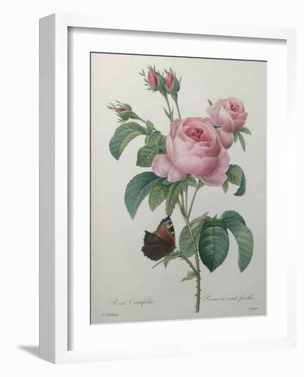 Petaled Rose-Pierre-Joseph Redoute-Framed Art Print