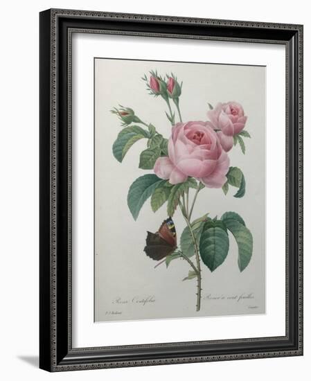 Petaled Rose-Pierre-Joseph Redoute-Framed Art Print