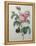 Petaled Rose-Pierre-Joseph Redoute-Framed Stretched Canvas