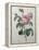 Petaled Rose-Pierre-Joseph Redoute-Framed Stretched Canvas