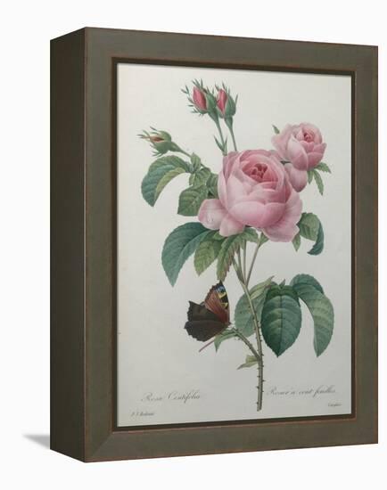 Petaled Rose-Pierre-Joseph Redoute-Framed Stretched Canvas