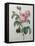 Petaled Rose-Pierre-Joseph Redoute-Framed Stretched Canvas