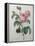 Petaled Rose-Pierre-Joseph Redoute-Framed Stretched Canvas