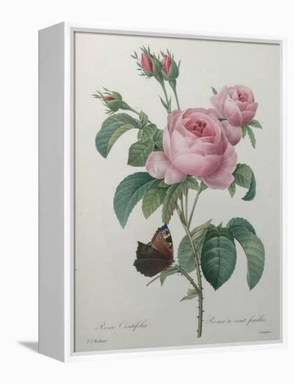 Petaled Rose-Pierre-Joseph Redoute-Framed Stretched Canvas