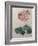 Petaled Rose-Pierre-Joseph Redoute-Framed Art Print