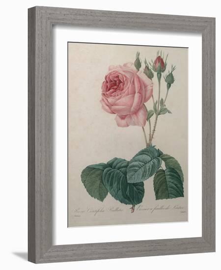 Petaled Rose-Pierre-Joseph Redoute-Framed Art Print