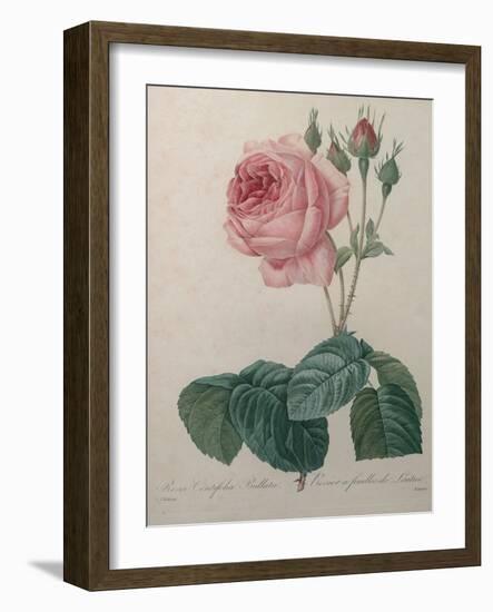 Petaled Rose-Pierre-Joseph Redoute-Framed Art Print