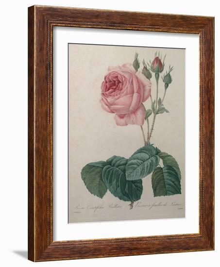 Petaled Rose-Pierre-Joseph Redoute-Framed Art Print