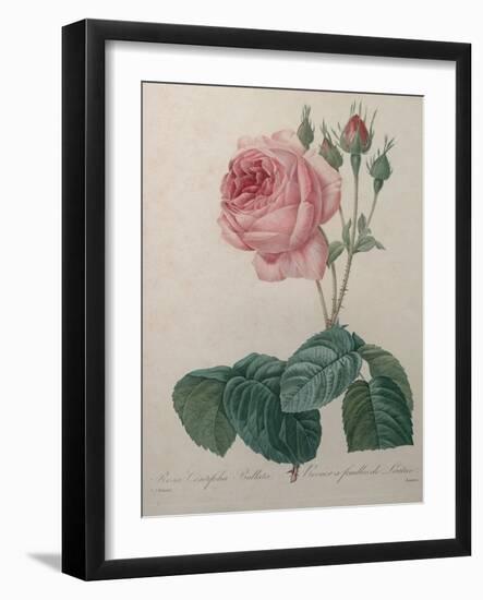 Petaled Rose-Pierre-Joseph Redoute-Framed Art Print