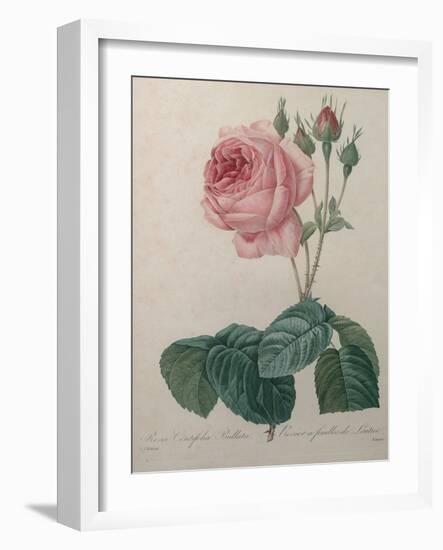 Petaled Rose-Pierre-Joseph Redoute-Framed Art Print