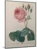 Petaled Rose-Pierre-Joseph Redoute-Mounted Art Print