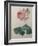 Petaled Rose-Pierre-Joseph Redoute-Framed Art Print