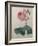 Petaled Rose-Pierre-Joseph Redoute-Framed Art Print