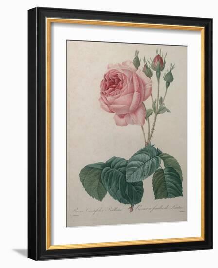 Petaled Rose-Pierre-Joseph Redoute-Framed Art Print