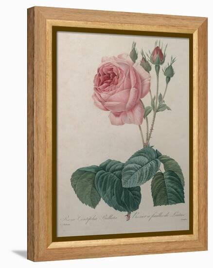 Petaled Rose-Pierre-Joseph Redoute-Framed Stretched Canvas