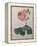 Petaled Rose-Pierre-Joseph Redoute-Framed Stretched Canvas