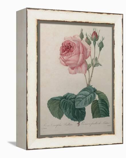 Petaled Rose-Pierre-Joseph Redoute-Framed Stretched Canvas