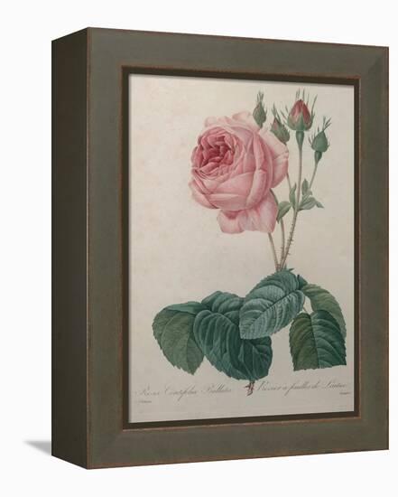 Petaled Rose-Pierre-Joseph Redoute-Framed Stretched Canvas