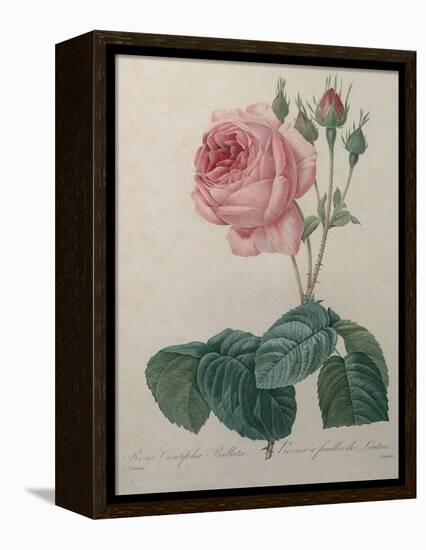 Petaled Rose-Pierre-Joseph Redoute-Framed Stretched Canvas