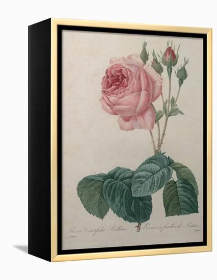 Petaled Rose-Pierre-Joseph Redoute-Framed Stretched Canvas