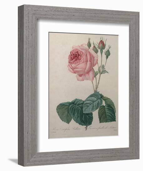 Petaled Rose-Pierre-Joseph Redoute-Framed Premium Giclee Print
