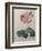 Petaled Rose-Pierre-Joseph Redoute-Framed Premium Giclee Print