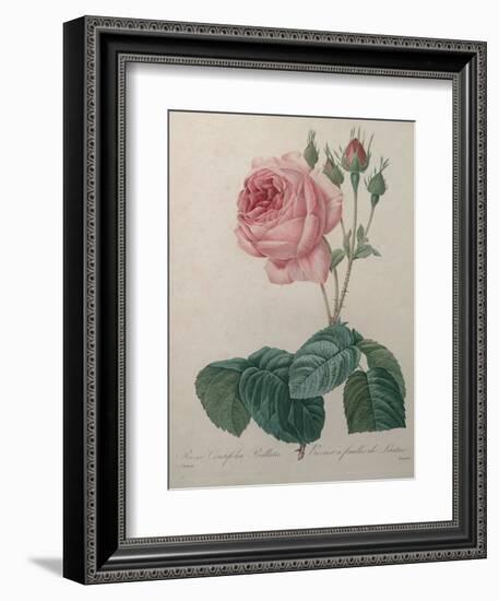 Petaled Rose-Pierre-Joseph Redoute-Framed Premium Giclee Print