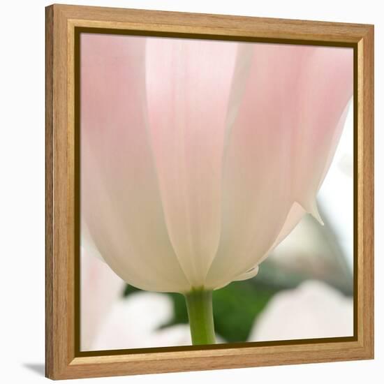 Petals of a Tulip-George Lepp-Framed Premier Image Canvas