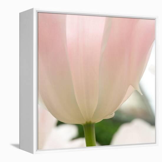 Petals of a Tulip-George Lepp-Framed Premier Image Canvas